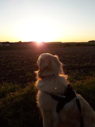 Magick qui admire le couché du soleil