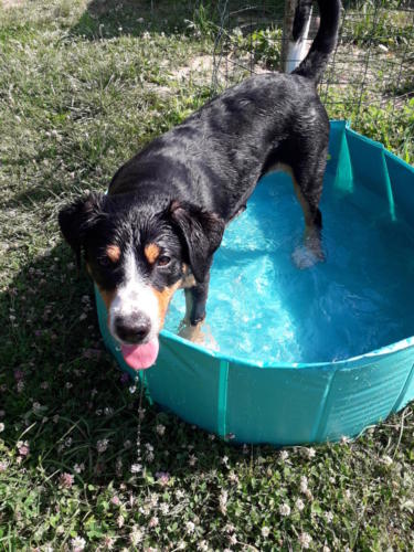 Voxane pendant la canicule