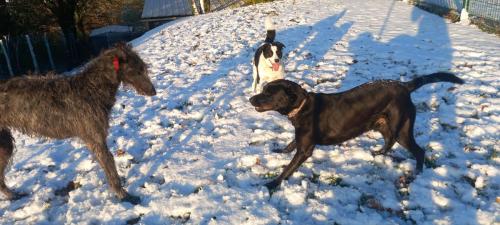Pilote, Maya et Massimo un hiver sous la neige 